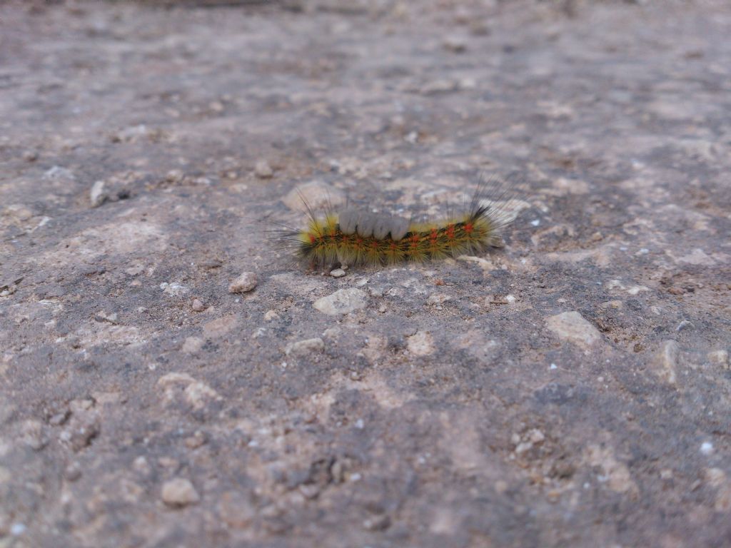 Bruco di lepidottero - Orgyia antiqua